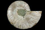 Agatized Ammonite Fossil (Half) - Crystal Chambers #111494-1